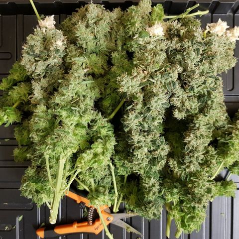 White Widow original  growlog timeline photo