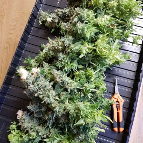 White Widow original  growlog timeline photo