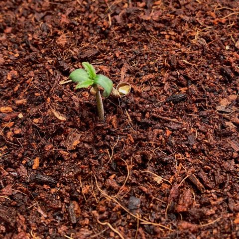 Niagara growlog timeline photo