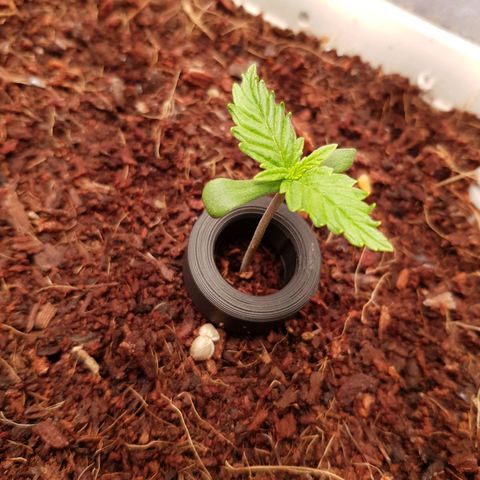 Niagara growlog timeline photo