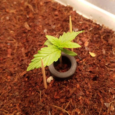 Niagara growlog timeline photo