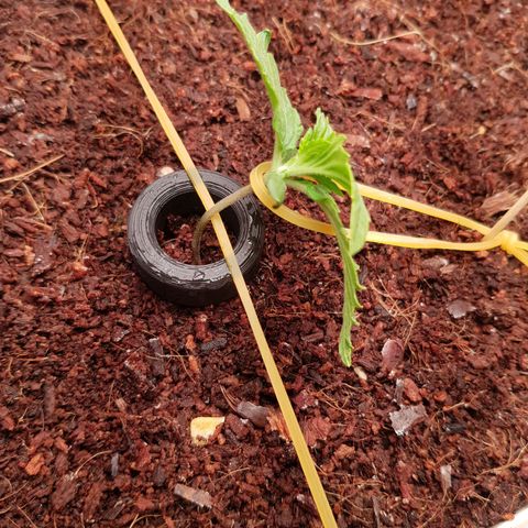 Niagara growlog timeline photo