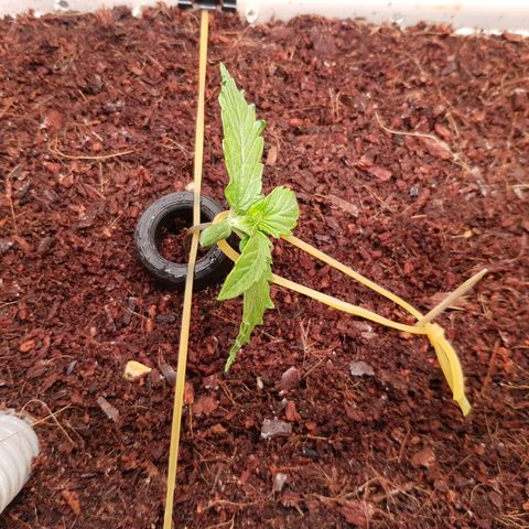 Niagara growlog timeline photo