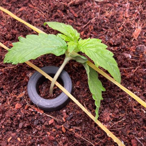 Niagara growlog timeline photo