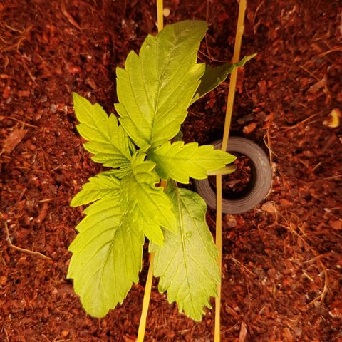 Niagara growlog timeline photo