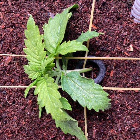 Niagara growlog timeline photo