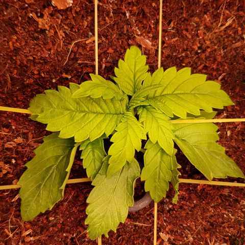 Niagara growlog timeline photo