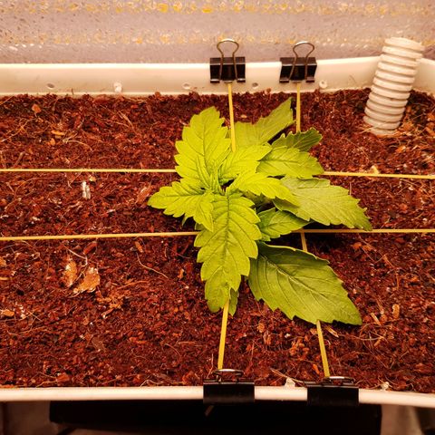 Niagara growlog timeline photo