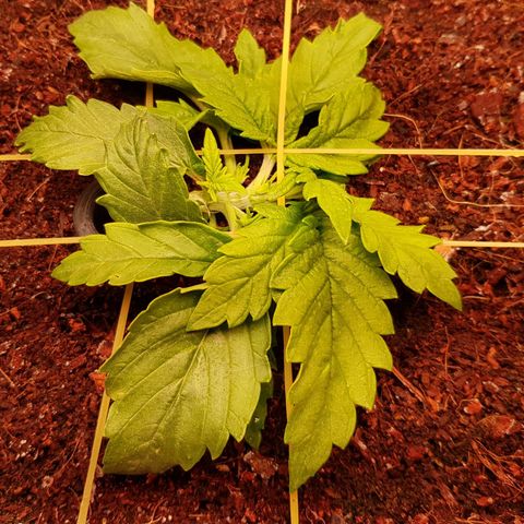 Niagara growlog timeline photo