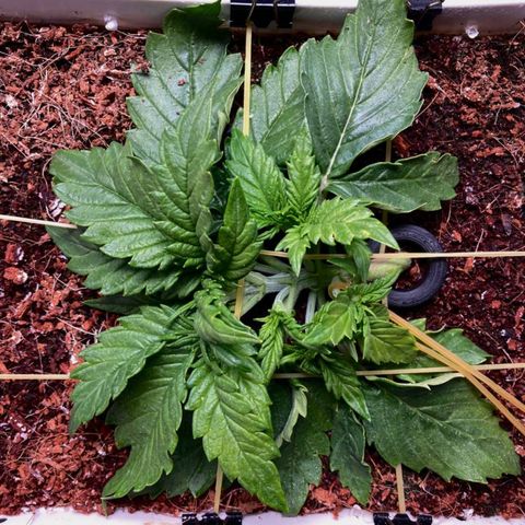 Niagara growlog timeline photo