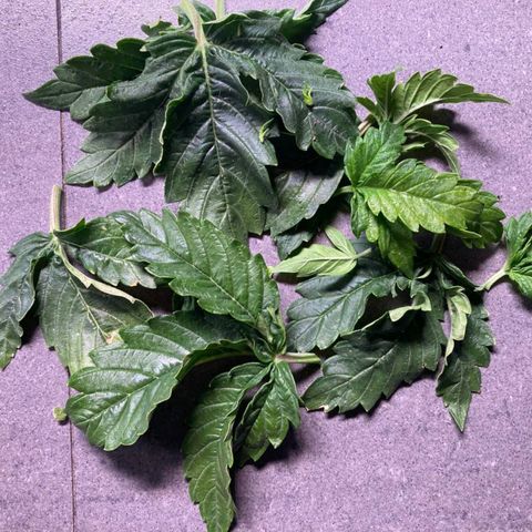 Niagara growlog timeline photo