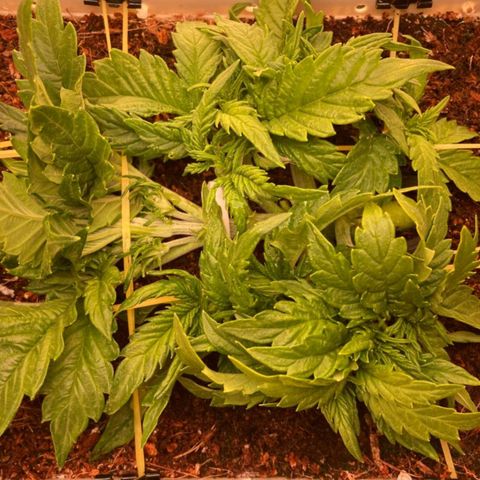 Niagara growlog timeline photo