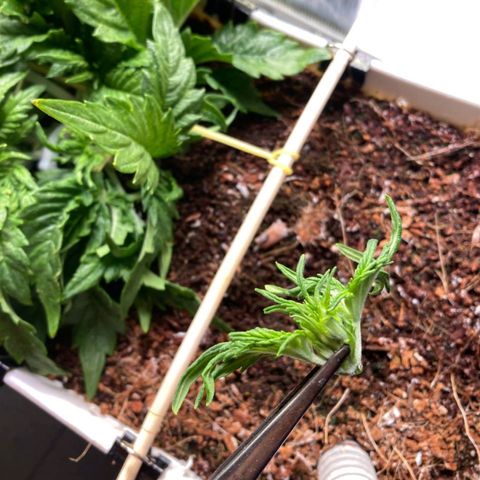 Niagara growlog photo: cut off the top, left 9 colas