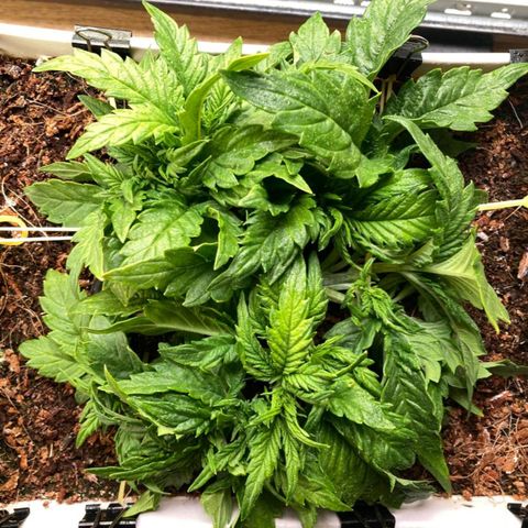 Niagara growlog photo: cut off the top, left 9 colas