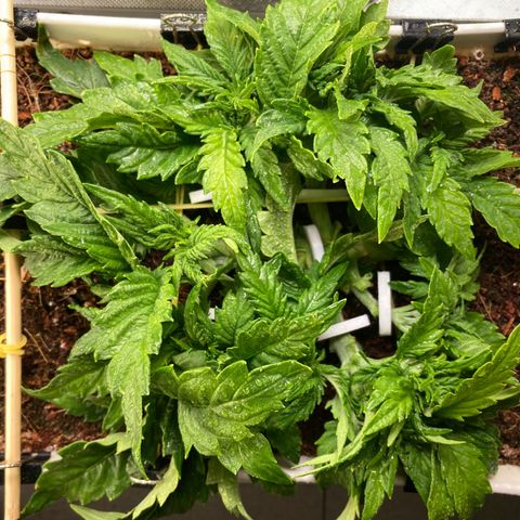 Niagara growlog timeline photo