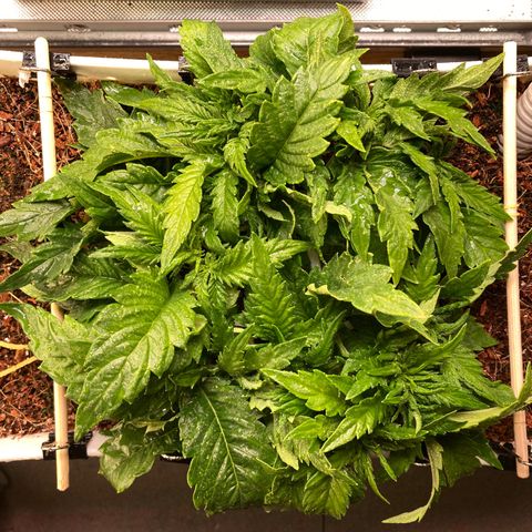 Niagara growlog timeline photo