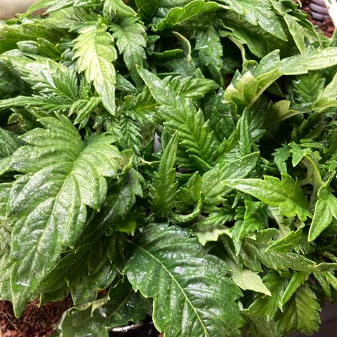 Niagara growlog timeline photo