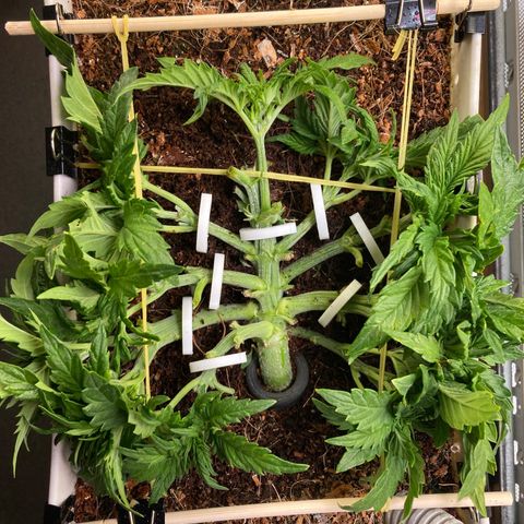 Niagara growlog timeline photo