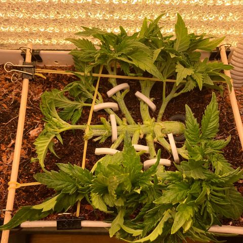 Niagara growlog timeline photo