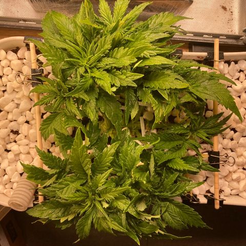 Niagara growlog timeline photo
