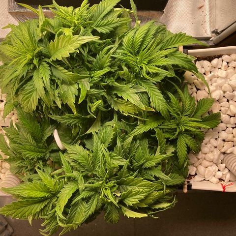 Niagara growlog timeline photo