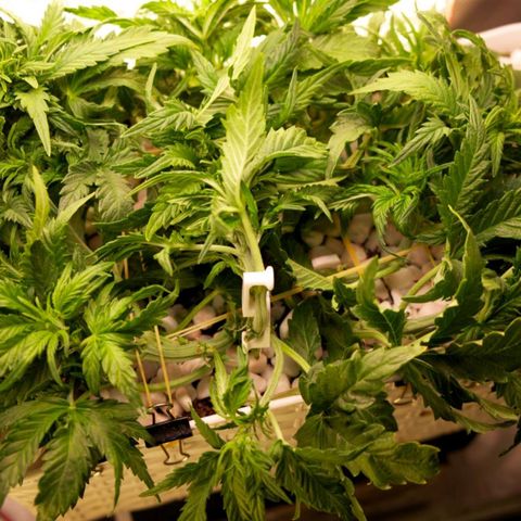 Niagara growlog timeline photo