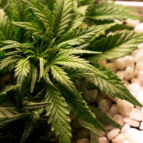 Niagara growlog timeline photo
