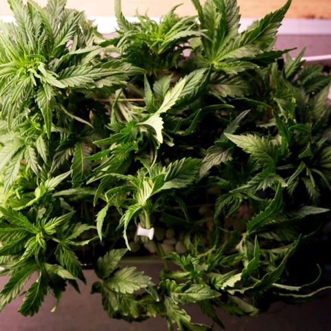 Niagara growlog timeline photo