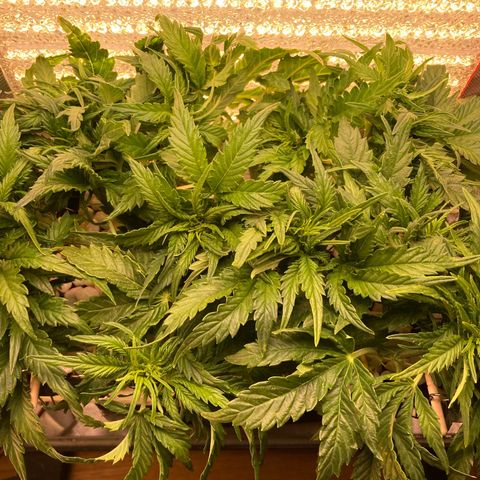 Niagara growlog timeline photo