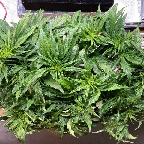 Niagara growlog timeline photo