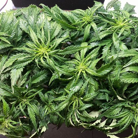 Niagara growlog timeline photo