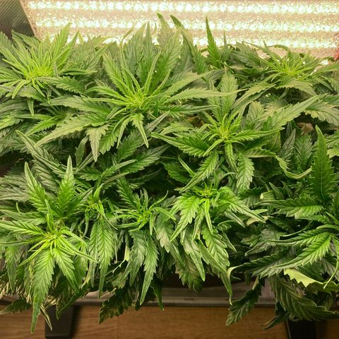 Niagara growlog timeline photo