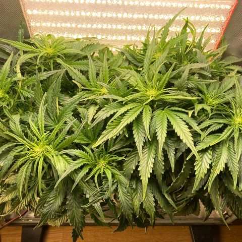 Niagara growlog timeline photo