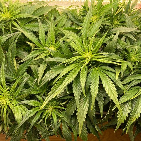 Niagara growlog timeline photo