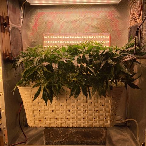Niagara growlog timeline photo