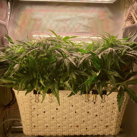 Niagara growlog timeline photo
