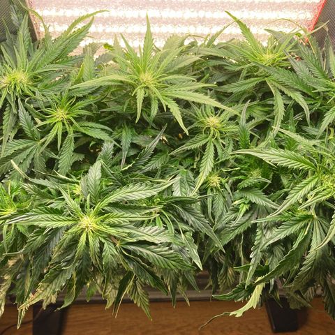 Niagara growlog timeline photo