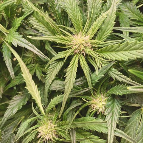 Niagara growlog timeline photo