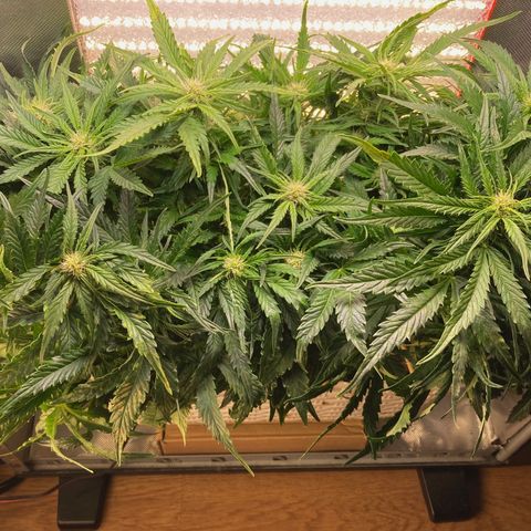 Niagara growlog timeline photo