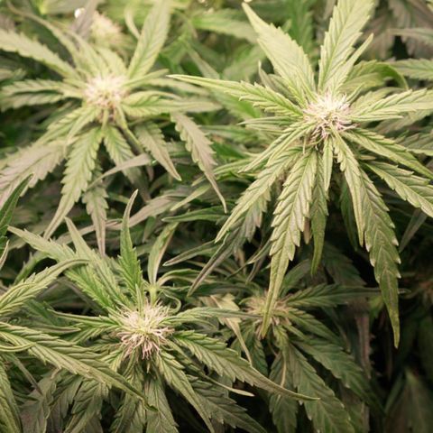 Niagara growlog timeline photo