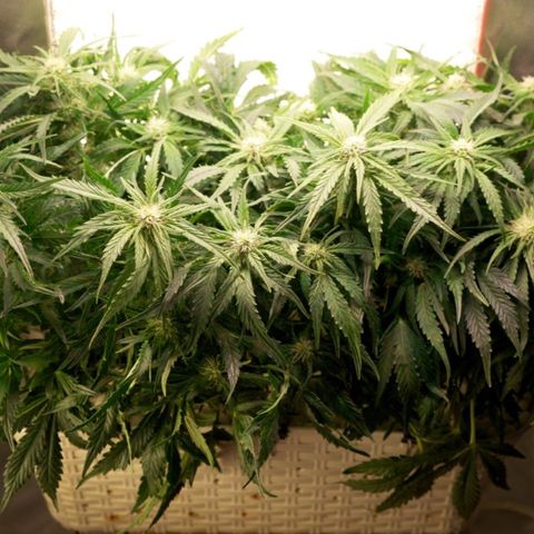 Niagara growlog timeline photo