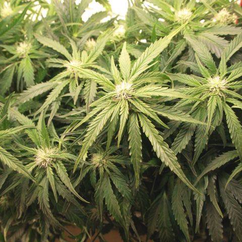 Niagara growlog timeline photo