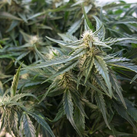 Niagara growlog timeline photo