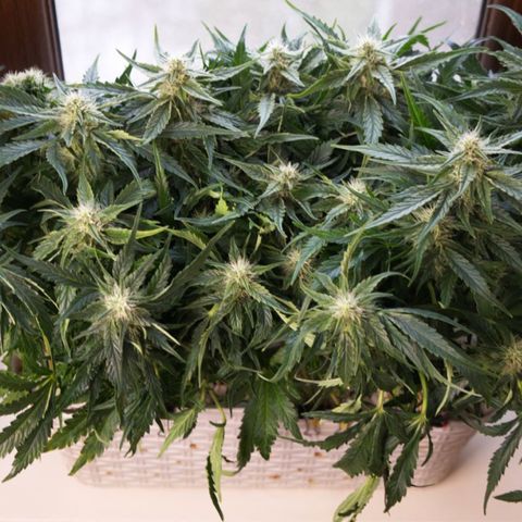 Niagara growlog timeline photo