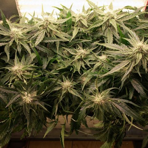 Niagara growlog timeline photo