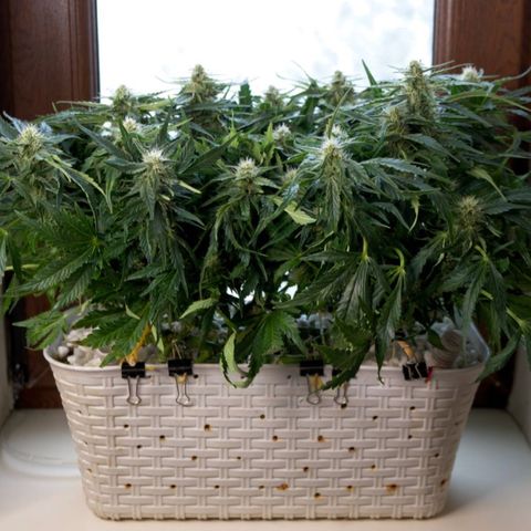 Niagara growlog timeline photo