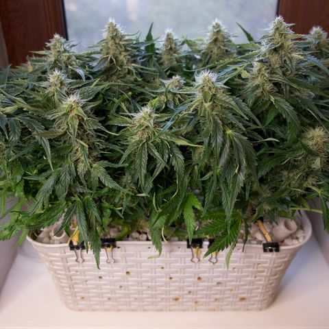 Niagara growlog timeline photo