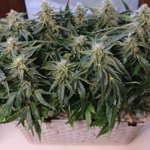 Niagara growlog timeline photo