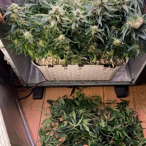 Niagara growlog timeline photo