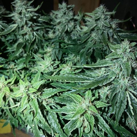 Niagara growlog timeline photo